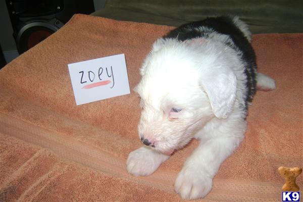 Old English Sheepdog puppy for sale